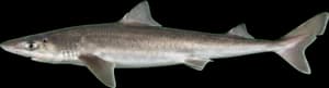 Pacific Spiny Dogfish