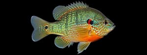 Pumpkinseed sunfish