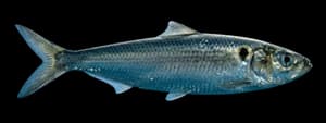 Pacific sardine