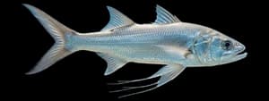 Pacific threadfin
