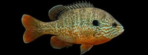 Redbreast Sunfish