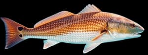Red drum
