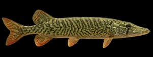 Redfin pickerel