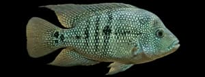 Rio Grande Cichlid