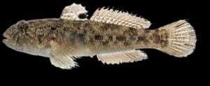 Round Goby