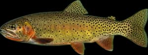 Rio Grande cutthroat trout