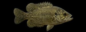 Rock bass