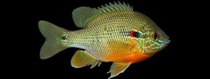 Redear Sunfish