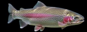 Rainbow trout