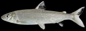 Round Whitefish