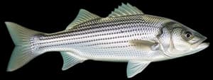 Striped bass