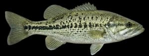 spotted bass