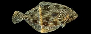 Summer flounder