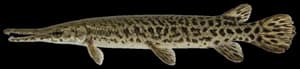 Shortnose Gar