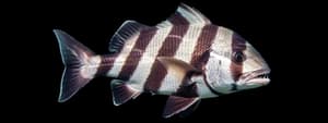 Sheepshead