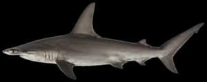 Scalloped hammerhead
