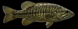 Shoal Bass