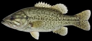Shadow bass