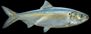 Skipjack herring