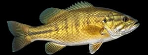 Smallmouth bass