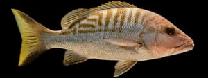 Schoolmaster snapper