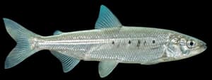 Surf smelt