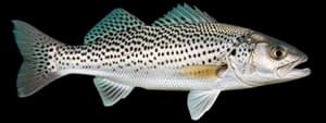 Spotted seatrout