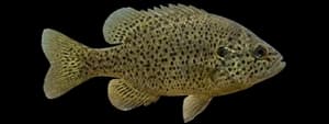 Spotted sunfish