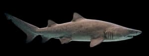 Sand tiger shark