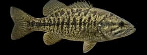 Suwannee bass
