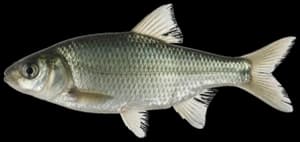 Tui chub