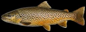 Tiger Trout