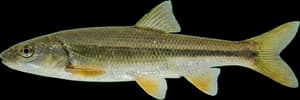 Umpqua Pikeminnow