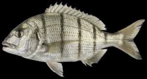 Western Atlantic seabream
