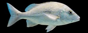 white grunt