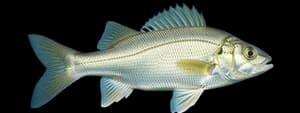 White perch
