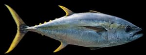 Yellowfin tuna
