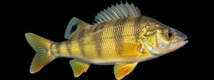 Yellow perch