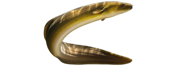 ae