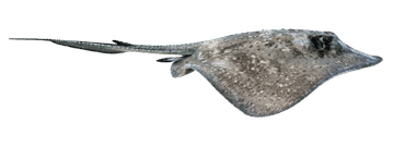 asr