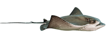 bat