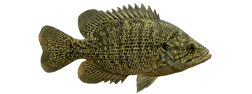 fl