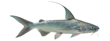 gtc