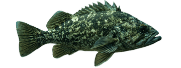 grf