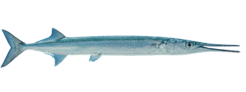 hdf