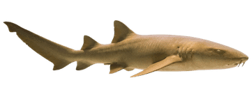 nsh