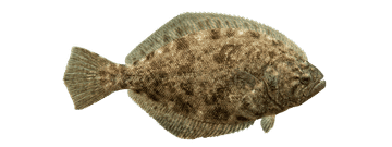 pad