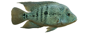 rgc