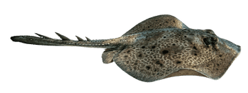 rsr
