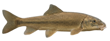 ssk